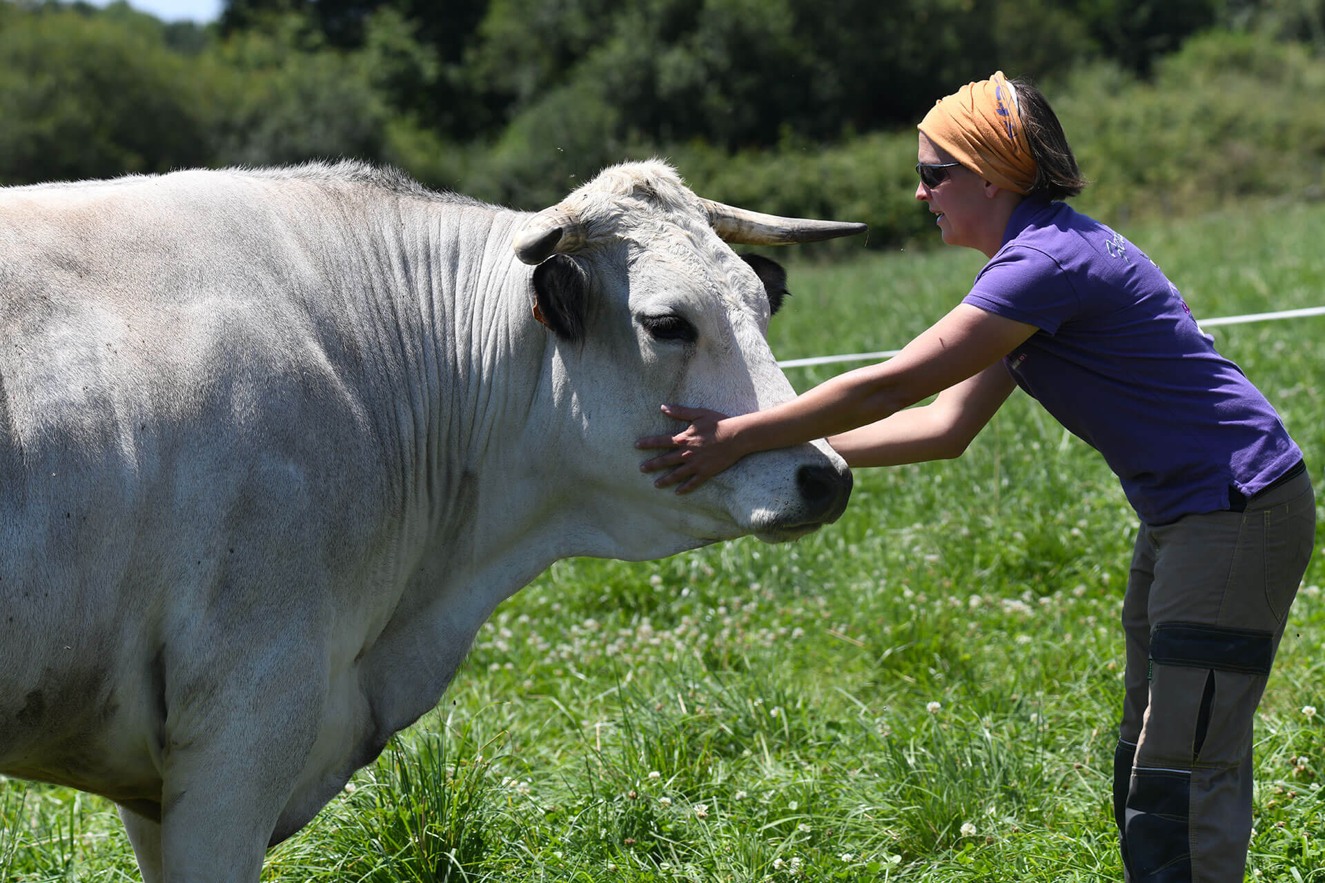 Éleveuse avec une vache Gasconne des Pyrénées au pâturage