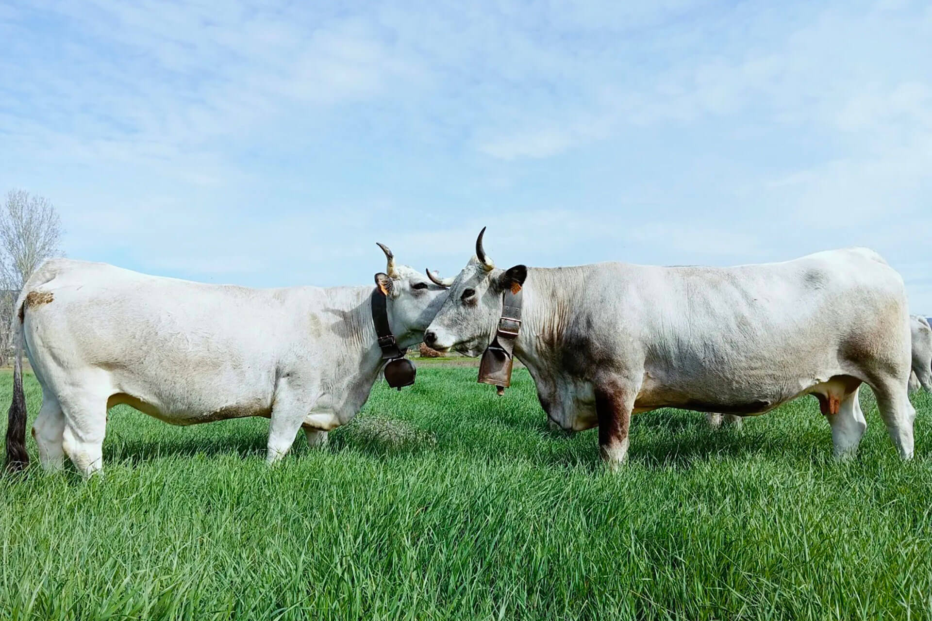 Vaches_Allan_SORIAUX